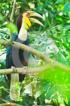 Hornbill