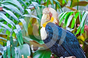 Hornbill