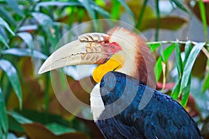 Hornbill