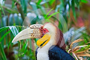 Hornbill