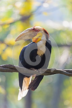 Hornbill