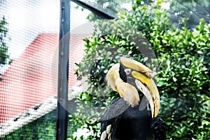 Hornbill