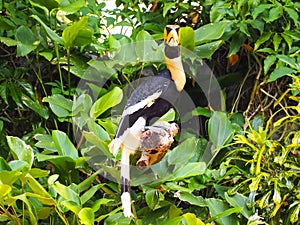 Hornbill