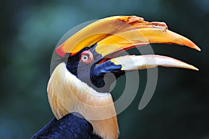 Hornbill