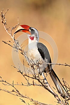 Hornbill in african nature habitat