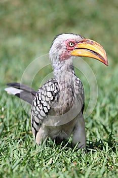 Hornbill Bird