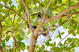 Hornbill bird or bucerotidae bird ,great hornbill