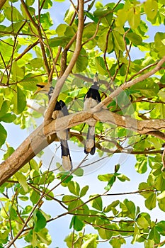 Hornbill bird or bucerotidae bird ,great hornbill