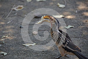 A hornbill bird eating a piece of bread at a camping site,In the Kruger,National,Park South,Africa.