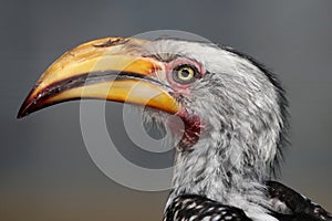 Hornbill Bird Portrait