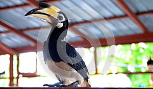 Hornbill bird potraiture with softfocus on background