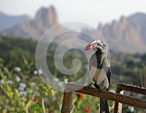 Hornbill bird with red berry in its beak