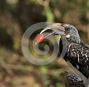 Hornbill bird with red berry in its beak