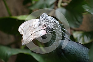 Hornbill bird