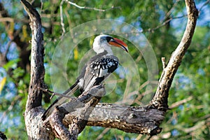 Hornbill bird sitting on a tree branch in Africa wildlife