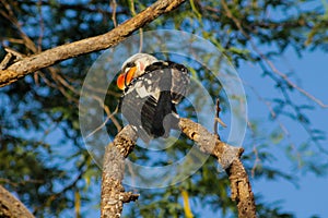 Hornbill bird sitting on a tree branch in Africa wildlife