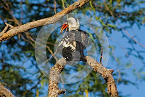 Hornbill bird sitting on a tree branch in Africa wildlife