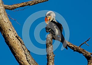 Hornbill bird sitting on a tree branch in Africa wildlife