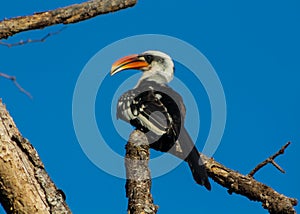 Hornbill bird sitting on a tree branch in Africa wildlife
