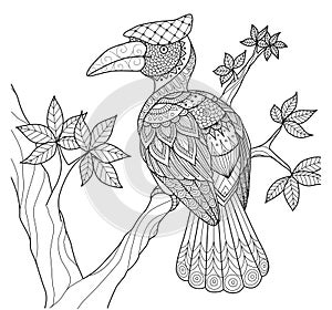 Hornbill bird on the tree zentangle design for coloring book and other decorations.