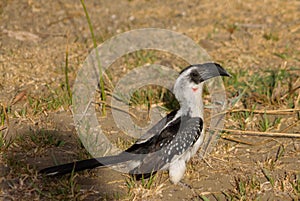 Hornbill bird in the wild nature