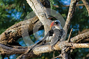 Hornbill bird in the wild nature