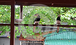 Hornbill bird on the wooden house structure