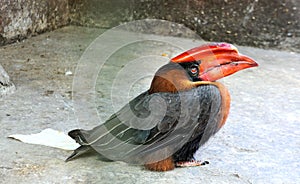 Hornbill . Bucerotidae. Bird lives in the tropical forests .