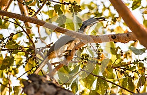 Hornbill or Bucerotidae on the tree branch