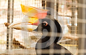 Hornbill in the cage