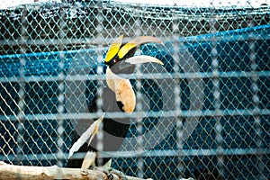 Hornbill in cages at the zoo