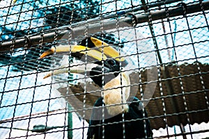 Hornbill in cages at the zoo