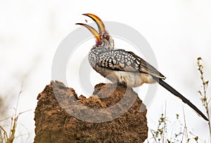 Hornbill catching ants