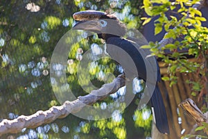 Hornbill - Ceratogymna atrata sitting on a tree branch