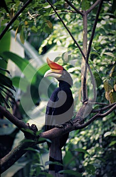 Hornbill