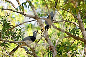 Hornbill couple in jungle