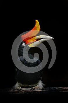 Hornbill in the dark tropic forest. Rhinoceros hornbill, Buceros rhinoceros, big black bird with orange bill beak in the nature