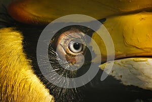 Hornbill eye