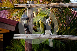 Hornbill feeding on Pangkor island