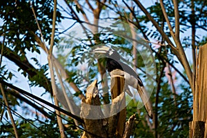 Hornbill feeding on Pangkor island