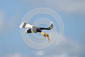 Hornbill flying in the forest