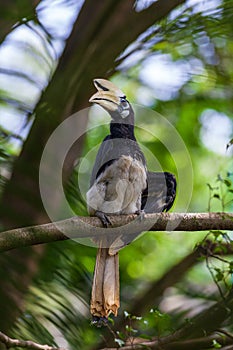 Hornbill in the forest