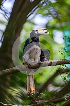 Hornbill in the forest