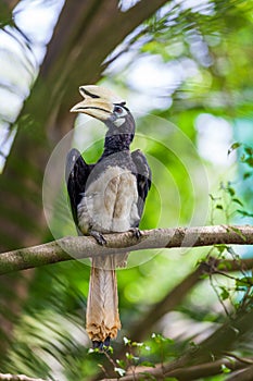 Hornbill in the forest