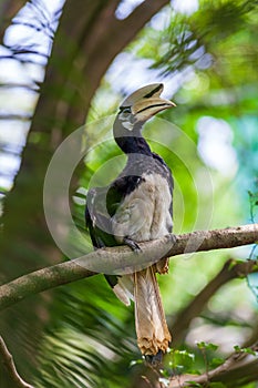 Hornbill in the forest