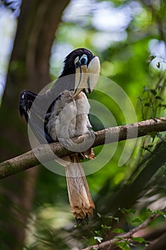 Hornbill in the forest