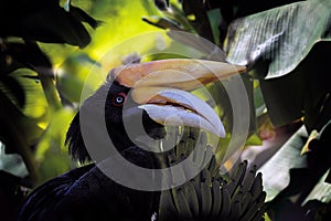 Hornbill Goes Bananas