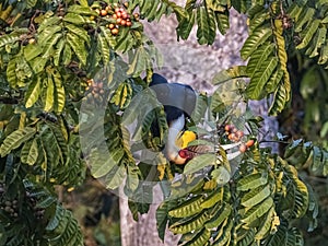 Hornbill Haven: Captivating Wreathed Hornbills Seeking Nourishment