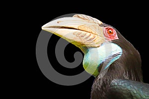 Hornbill isolated on black background