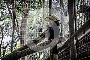 A hornbill julang sulawesi holding a piece of fruit on his bill photo taken in Jakarta Indonesia